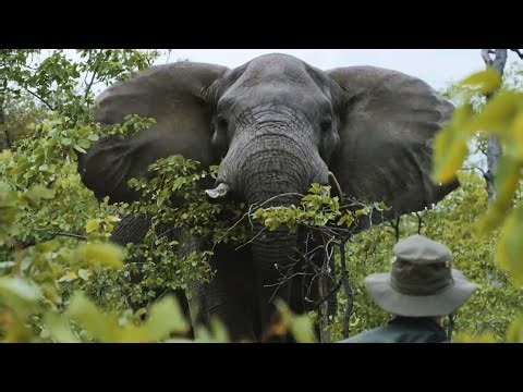 Inside The War on Elephants: 100,000 Lost to Poachers | Carter's War