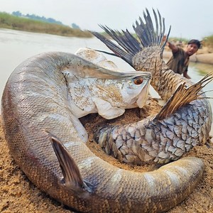 Amazing fishing catching method in beautiful village river catch big stuck fish by fisherman #fishing | Discovery Site