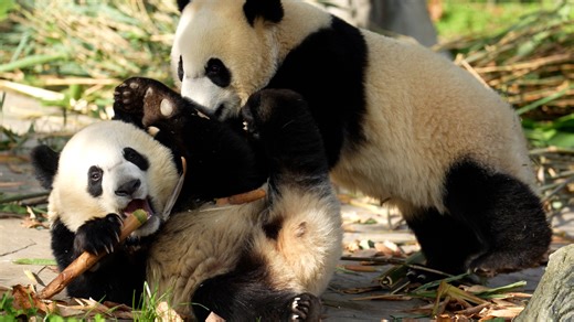 Can’t decide which bamboo shoot to pick? Snatching one from another panda’s paw never misses! (Ya Wen & Bo Wen) #HiPanda #CCRCGP #PandaLife #cute #adorable #panda For more panda information, please check out: https://en.ipanda.com | iPanda