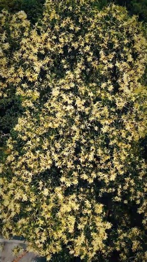 417Hz: The Frequency of Mental Change 🔄 #sleepmusic #deepsleep #meditation