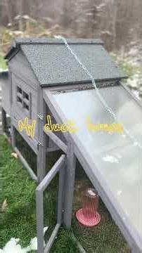 ❄️ Duck House Setup for Baby Ducklings