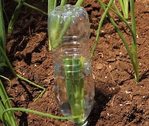 Clever Tips for a Thriving Garden! | 5-Minute Recycle