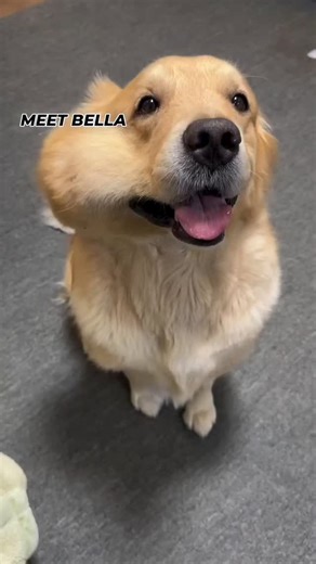 pawrescueprojectUSA on Instagram: "💛 Meet Bella: A Gentle Soul Facing a Fight She Should Never Face Alone 💛 Bella has always been sweet, trusting, and full of love, even while quietly carrying pain. Recently, we noticed swelling on her face and took her to the vet. Tests confirmed a tumor in the soft tissue near her salivary gland. Without surgery, it could affect her ability to eat, breathe, and live comfortably. Despite this, Bella still greets everyone with warm eyes and a gentle wag, showi