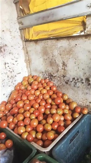 #Mera gaon Mera Desh short video#