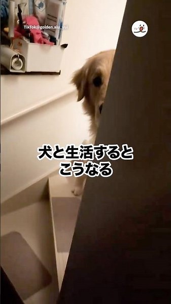 This Is What Life With a Dog Is Like | PECO