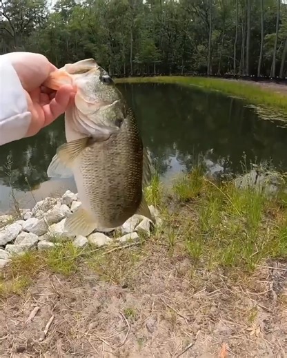 Fishing For Big Fish Using Livebait! - #kickintheirbass #fishing #largemouthbass #bassfishing #livebait #livebaitfishing | Kickin Their Bass TV