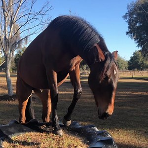 Quora’s first time up on a pedestal. Clever girl. After this she went and put her feet in the wheelbarrow. Sigh. Don’t worry. She calmly took it back out again. I love her curious innocent mind. #dressagenaturally #happyhorses | Dressage Naturally with Karen Rohlf-Training, Clinics, Educational Material