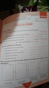 SCIENCEWORKSHEET - 2 BDate:Parts of a PlantFill in the bla... | Filo