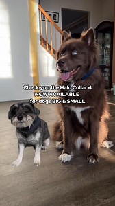 The all-new Halo Collar 4: Smaller and more powerful. | Halo Collar