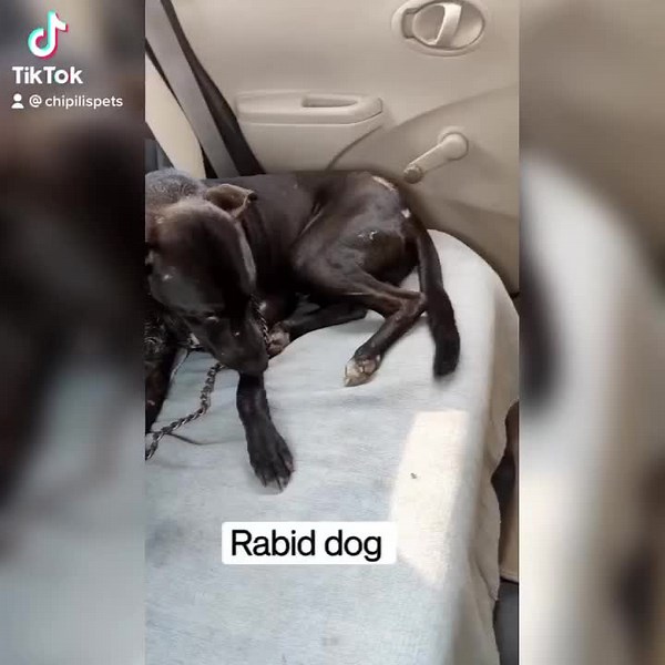 4.3K views · 188 reactions | Rabies is a fatal but preventable viral disease. It can spread to people and pets if they are bitten or scratched by a rabid animal... so please vaccinate your dogs on time ❤️ #vaccinateagainstrabies #BeAResponsiblePetOwner #alldogsmatter | Chipili's pets | Facebook