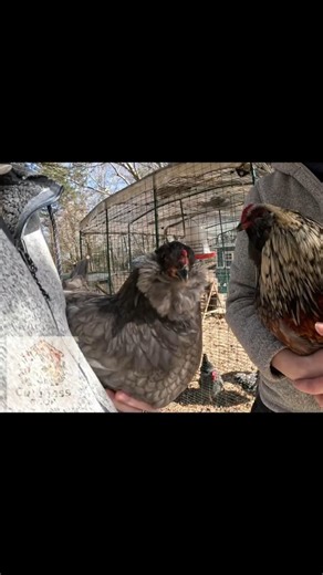 His & Hers Chickens! Meet Our Easter Eggers 💕 | #easteregger #chickens #backyardchickens #shorts