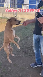 8.1K views · 808 reactions | VALLEY (1209912) URGENT due to Doggy...