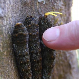 Ever poked a swallowtail caterpillar before? If you do, you’ll get a colorful (and SMELLY) surprise. These bright, forked organs are called osmeteria and are found in all caterpillars in the swallowtail family. They smell just plain horrendous (and make your poking finger smell like that the rest of the day) which is a great natural defense against predators who may try to eat them! While I found these guys in Peru, swallowtail butterflies can be found pretty much everywhere and their caterpilla