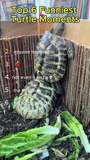 Top 6 Funniest Turtle Moments 🐢 (The Last One Got No Chill💀)