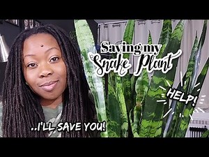 Reviving Snake Plant from Root Rot in Less Than 24 Hours