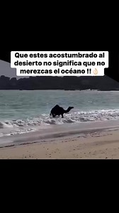 3.9M views · 121K reactions | Que estes acostumbrado al desierto no significa que no merezcas el océano !! | Willy Mendoza | Facebook