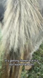 115K views · 8.6K reactions | Let’s see what she looks like this morning… | Clutch of Color LLC | Facebook