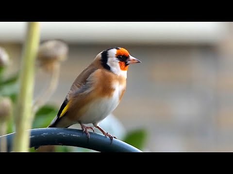 20 ALGEMENE VOGELS en hun ZANG voor BEGINNERS