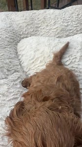 34K views · 7.7K reactions | Good morning from Frankie ♥️ Reserved F1 Cavapoo | Puppy Perfectionist | Facebook