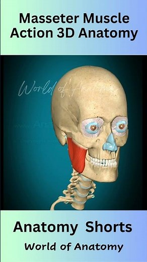 Masseter muscle action #3danatomy #3danimation #muscle #biology #bones #neet #shorts