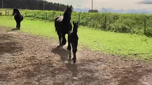 981K views · 10K reactions | One very heavily pregnant lady asking to come back inside after being out for only one hour today, I think her foal is getting ready to come out into the world 殺 | Friesians Scotland | Facebook