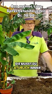 So überwintern deine Bananenpflanzen erfolgreich Viele Bananenarten sind zwar tropisch, lassen sich aber auch in unserem Klima gut durch den Winter bringen – wenn du ein paar Dinge beachtest: 1. Vor dem ersten Frost Blätter abschneiden, nur den Stamm stehen lassen. 2. Im Freien: Stamm dick mit Laub, Stroh oder Schilfmatten einpacken und vor Nässe schützen. 3. Kübelpflanzen ins Haus holen, hell bei 10–15 °C aufstellen und nur sparsam gießen. 4. Im Keller geht’s auch: kühl und dunkel lagern, fast 