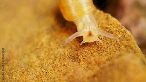 Front view of a garden snail crawling. Four head tentacles, the dark cerebral ganglia and shell texture are clearly visible.