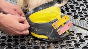 2.4K views · 56 reactions | How to use your Scoot Boot for recovery or turn out. . . #recoveryispossible #barefoothorse #scootboots #horsehealth #happyhorse | Scootboot | Facebook