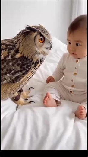 65K views · 3.5K reactions | Baby Owl Cute Baby Cute Owl Baby Playing Owl Playing Baby and Owl Baby with Owl Pet Owl Funny Owl Hashtags #Baby #Owl #CuteBaby #CuteOwl #BabyAndOwl #BabyWithOwl #FunnyOwl #OwlLovers #BabyMoments #AnimalVideos | Owl Videos | Facebook
