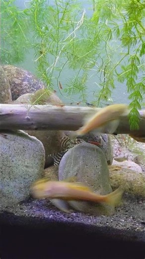 L333 King Tiger pleco comes out to eat #fish #pleco #nature
