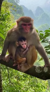 321K views · 3.1K reactions | Crazy wild monkey having a blast! #WildMonkey #FunnyMonkey #MonkeyMadness #CrazyMonkey #MonkeyEnergy #NaturalSound #AnimalComedy | Monkeys Rescue | Facebook