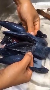 1.3M views · 9K reactions | Ayam cemani #reel #vira #gudangfakta | gudang fakta | Facebook