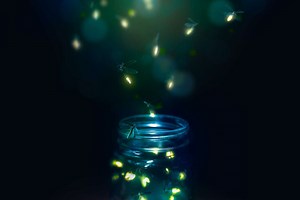 5 Steps You Can Take This Summer to Attract More Fireflies (Lightning Bugs) to Your Yard