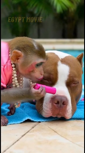 24K views · 46 reactions | Monkey does makeup on a sleeping dog… and see the dog's reaction when it wakes up!  | EGYPT MOVIE | Facebook