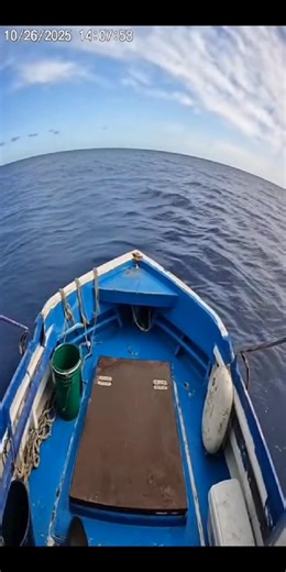 2M views · 18K reactions | ��� Sea lion escapes shark attack at the last second by jumping into a boat! | كلمات راقية | Facebook