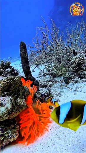 Creating a Zen Paradise for my Nemofish🌿 #Nemofish #Aquarium #PlantedTank #Relaxing #OddlySatisfying