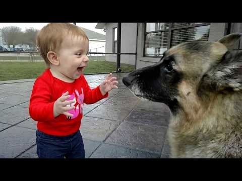 When Your Baby Touches a German Shepherd… Nobody Expected This 😍