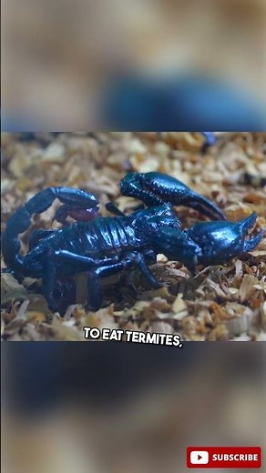 Emperor scorpion, looks scary but friendly as a pet?
