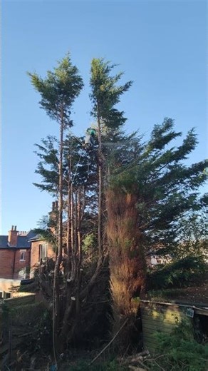sending down conifer top #treecutting #treeclimbing #chainsaw #treework #short