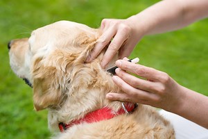 Ticks on dogs: What do they look like and how do you get rid of them?