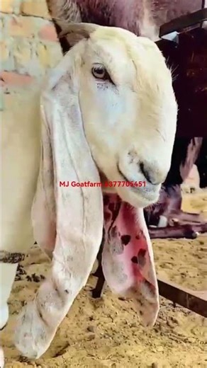 amratseri beetal female (Gulmor) #mjgoatfarm #goatfarming #beetalgoat#farmgoat #goat#reels##trending