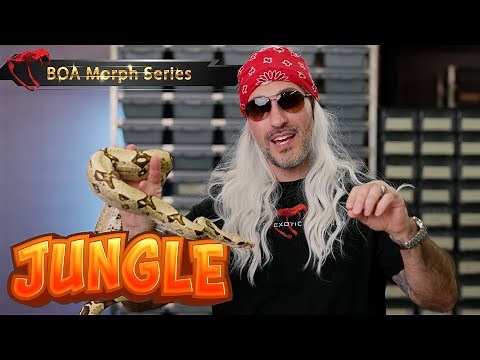 Jungle Boa Morph Explained: What Makes This Boa So Unique!