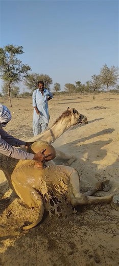 رجل من أهل الصحراء يعتني بجمل مريض ويحاول علاجه