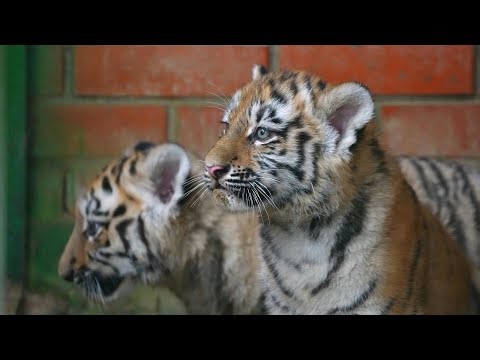 Moscow Zoo unveils newborn Amur tiger cubs