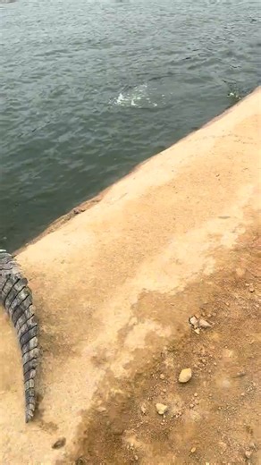 Funny ❤️ crocodile stories ❤️ - - - - - #crocodilelove #animalcomic #comiclife #comicart #comicstrips #digitalart #comicworld #comicdrawing #wildlifefun | Alligator Farming