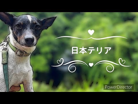 『日本テリア』ってどんな犬種？ 日本テリアオーナーたちによる解説動画です。