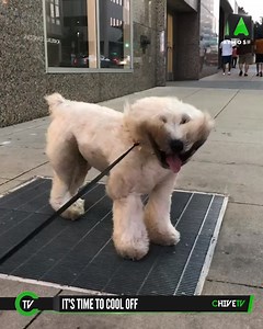 71K views · 293 reactions | It's too hot. [via ViralHog] | CHIVE TV | Facebook