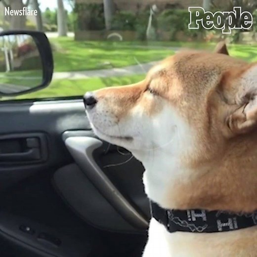 57K views · 2.1K reactions | This dog is feeling it!  | People | Facebook