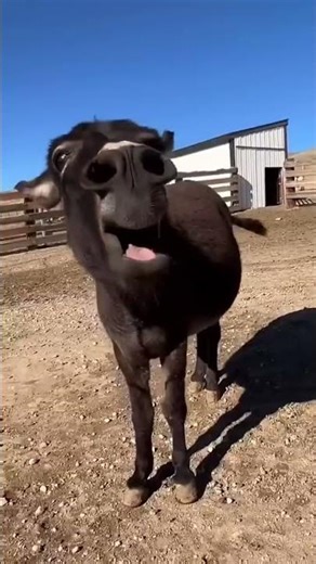 Correct way to do a backflip 😂😂