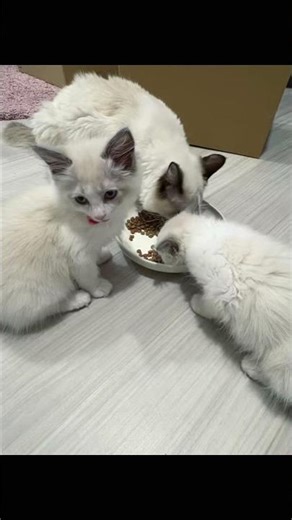 ラグドールの日常 #ラグドール #猫のいる暮らし #子ネコ #cat #ねこのいる生活 #ねこ